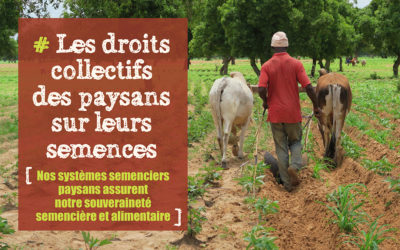 Les droits collectifs des paysans sur leurs semences