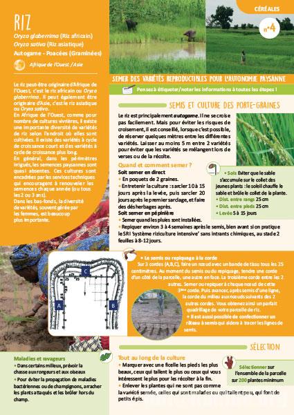 Fiche de production semences : Riz