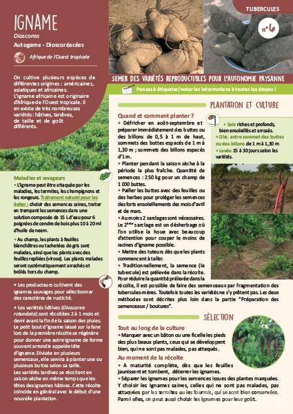 Fiche de production semences : Igname