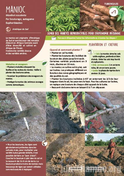 Fiche de production semences : Manioc