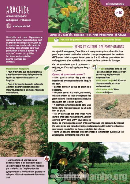 Fiche de production semences : Arachide