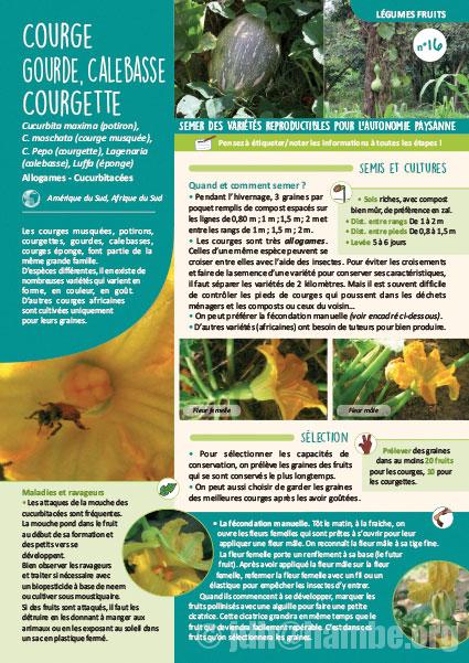 Fiche de production semences : Courge