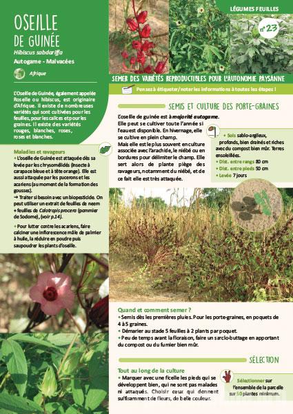 Fiche de production semences : Oseille