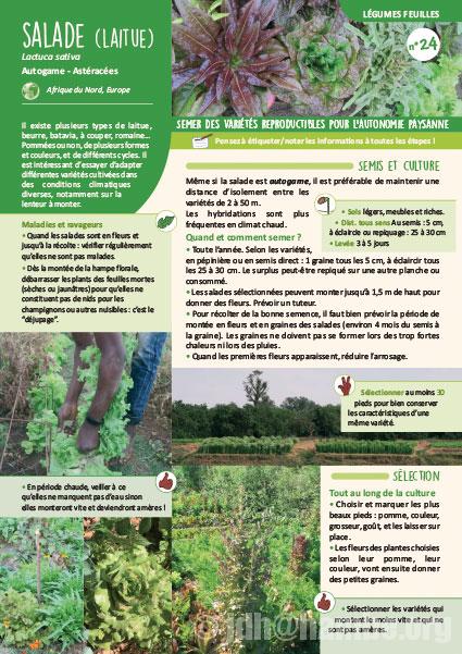 Fiche de production semences : Salade laitue