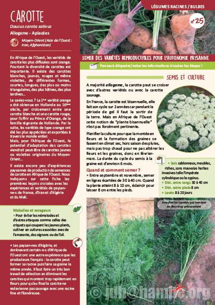 Fiche de production semences : Carotte