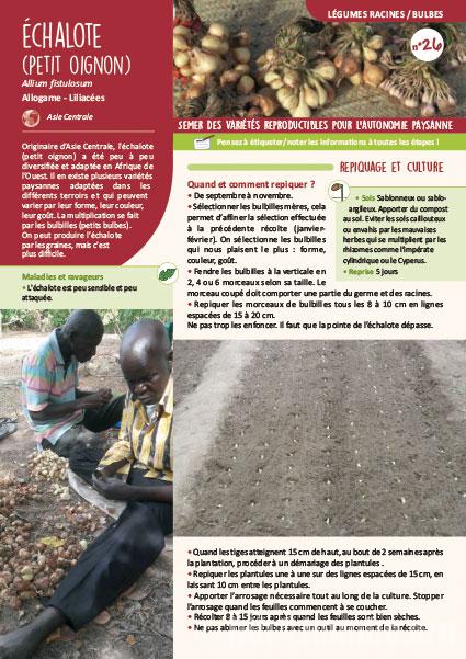 Fiche de production semences : Echalote