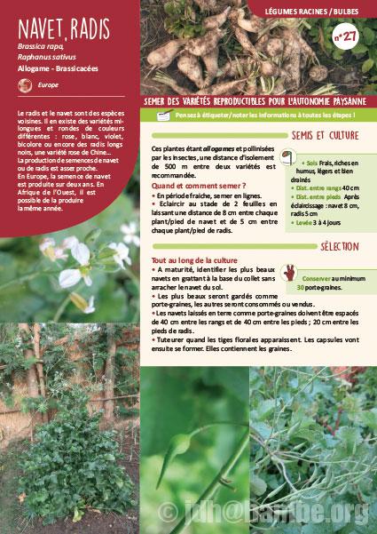 Fiche de production semences : Navet-Radis