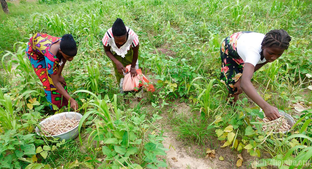Cultiver le nibébé en agroécologie paysanne Récolte du niébé