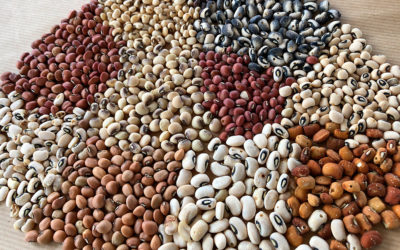 Le niébé en agroécologie paysanne