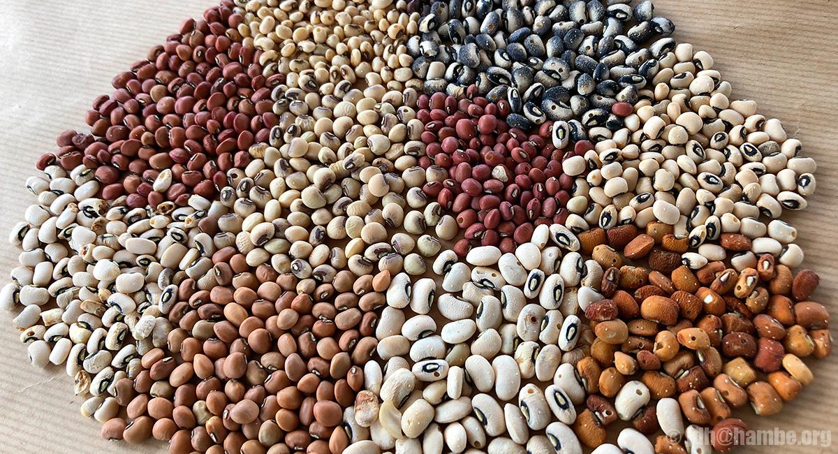Biodiversité de niébé