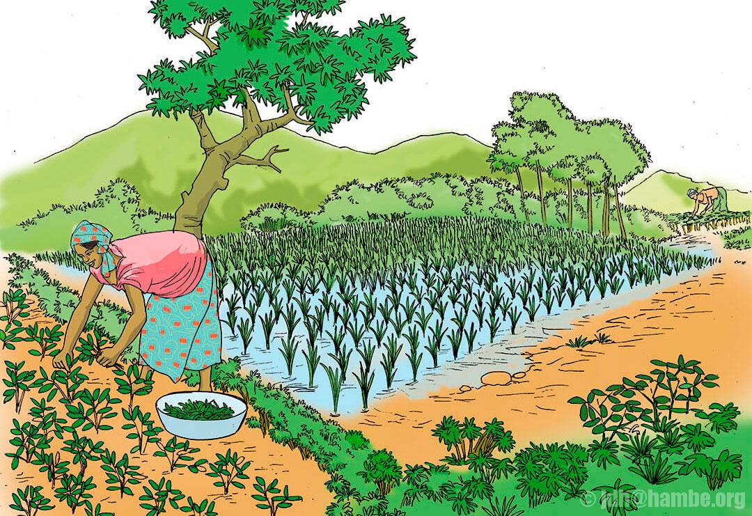 Alimentation_ConsoLocal_dessinanime2