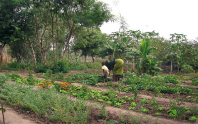 Cultiver ses semences en agroécologie paysanne : quelques notions pratiques