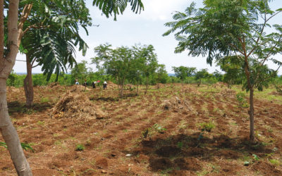 Conseils de culture particuliers pour faire ses semences paysannes