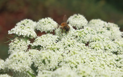 Les fondamentaux de la semence et de la sélection