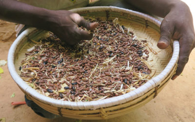 L’extraction, le séchage et le tri