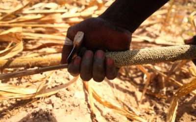 Parcours de la dynamique pour la promotion des semences paysannes et la réalisation des droits des paysans aux semences en Afrique de l’Ouest