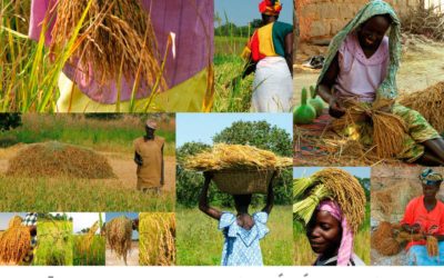 Foire Ouest-Africaine des semences paysannes de Djimini – édition 2009