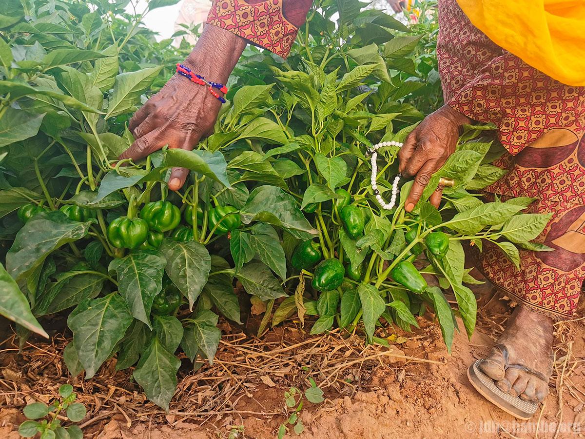 Biodiversité de niébé